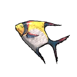 Moon Angelfish