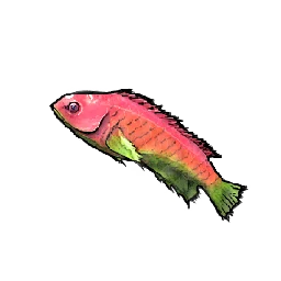 Pink Wrasse