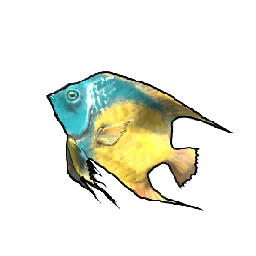 Queen Angelfish