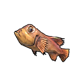 Reef Snapper
