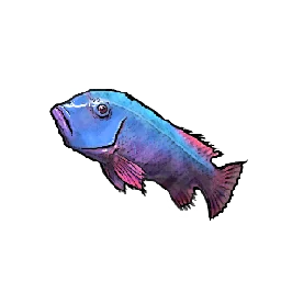Sapphire Wrasse