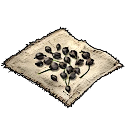 Leek Seeds